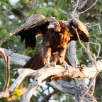 Victoria Falls Boat-151