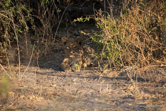 Chobe 2b-46
