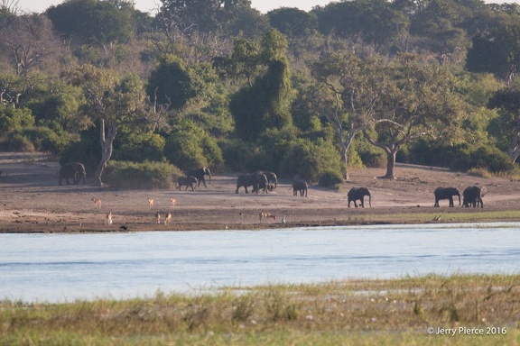 Chobe1-367