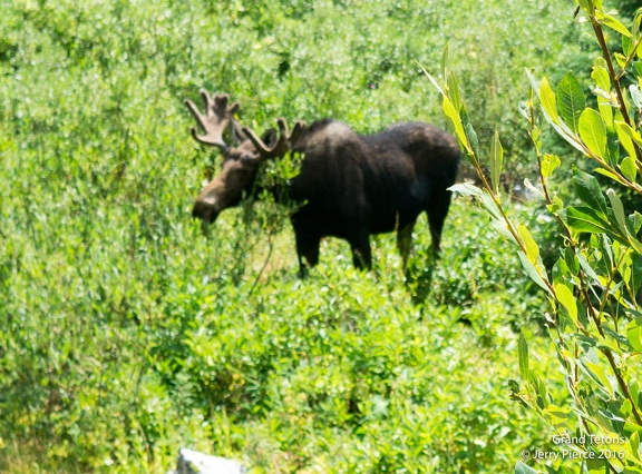 GrandTeton2016-74