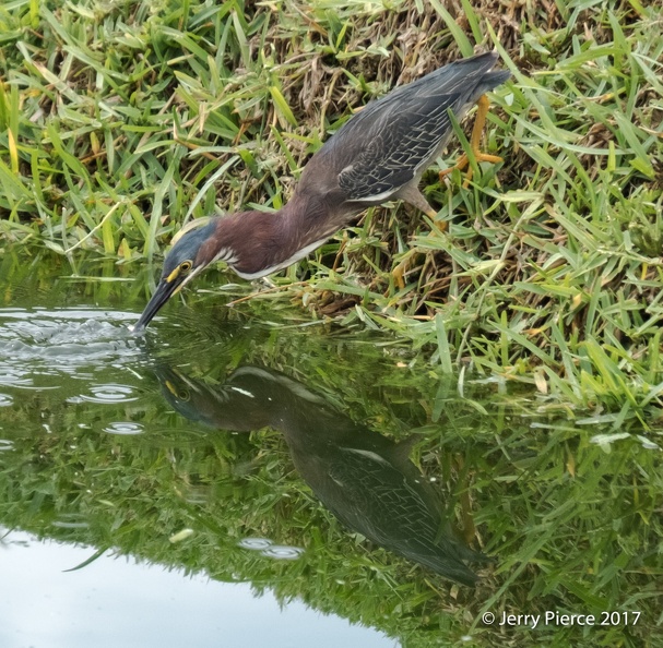 Mexico 20170625-122