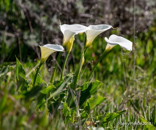 GAP20180215 - Marin Headlands-113