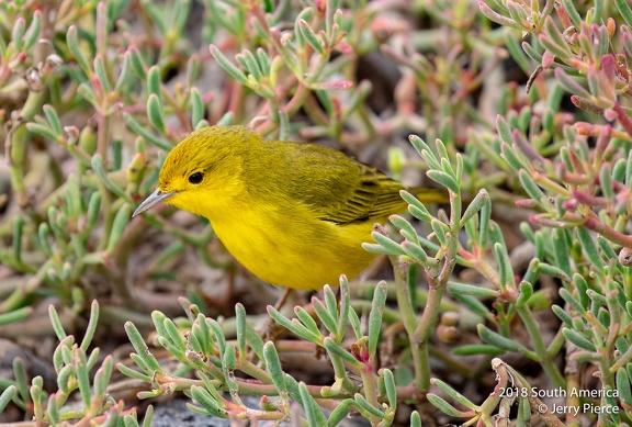 GAP20180818 Galapagos-1130
