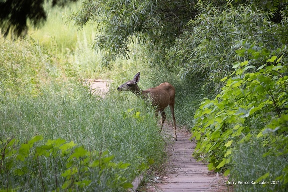 GAP20210708 RaeLakes-1072