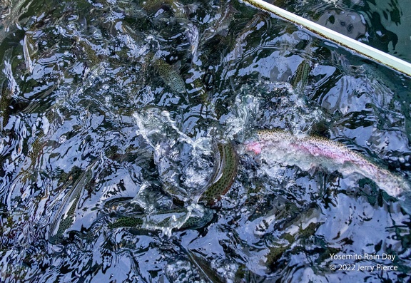 •20220804 Yosemite Day - Rain hike-1009
