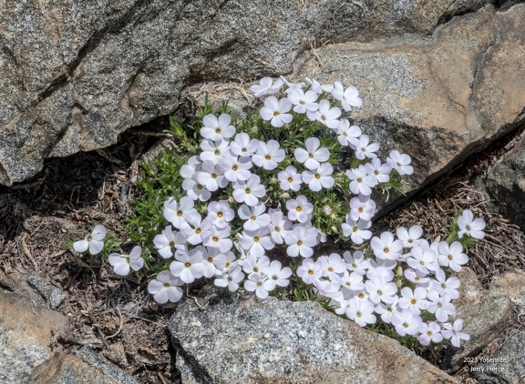 GAP20230721 Hetch Hetchy Hike-2232