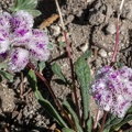 GAP20230721 Hetch Hetchy Hike-1096