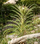 GAP20230826 White Clouds-1610