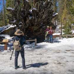 2024 Yosemite - Wawona 