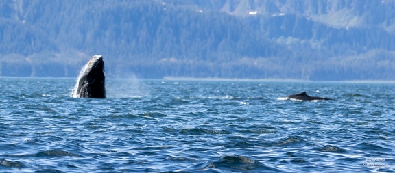 GAP20240530 Alaska-1307