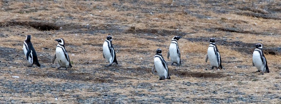 GAP20250228 Penguin-2271
