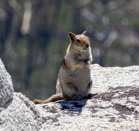 GAP20250809 Yosemite High Loop-1393