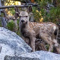 GAP20250809 Yosemite High Loop-1701