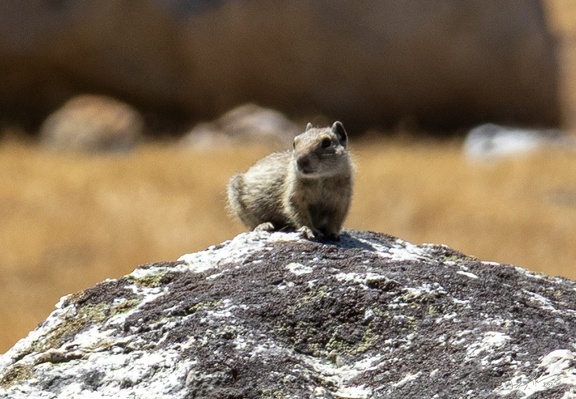 GAP20250809 Yosemite High Loop-2094