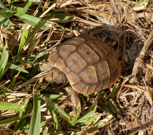 GAP20251030 Morocco-1137