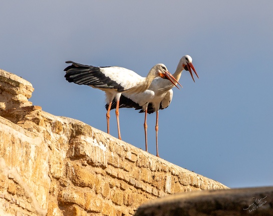 GAP20251030 Morocco-1120