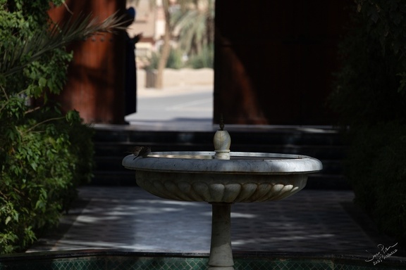 GAP20251104 Morocco - Erfoud-1087