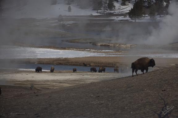 GAP20260203 Old Faithful-1059