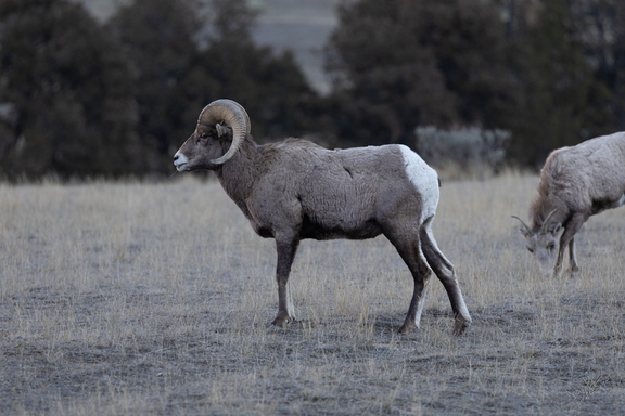 GAP20260205 Lamar Valley-2097